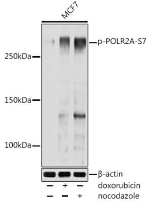 Western Blot: RNA Polymerase II/POLR2A [p Ser7] AntibodyAzide and BSA Free [NBP3-16906]